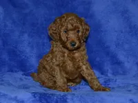 AKC Theo, a male Poodle - Miniature  for sale in Lamar, MO – 3 of 3