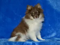 AKC Cooper, a male Pomeranian for sale in Lamar, MO – 4 of 5
