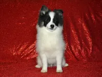 AKC York, a male Pomeranian for sale in Lamar, MO – 3 of 3