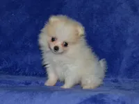 AKC Lily, a female Pomeranian for sale in Lamar, MO – 3 of 4