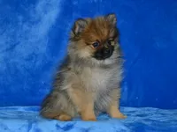 AKC Dylan, a male Pomeranian for sale in Lamar, MO – 7 of 9