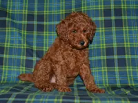 AKC Theo, a male Poodle - Miniature  for sale in Lamar, MO – 4 of 4
