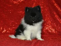 AKC Willie, a male Pomeranian for sale in Lamar, MO – 2 of 4