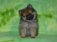 AKC Dylan, a female Pomeranian for sale in Lamar, MO – 4 of 6