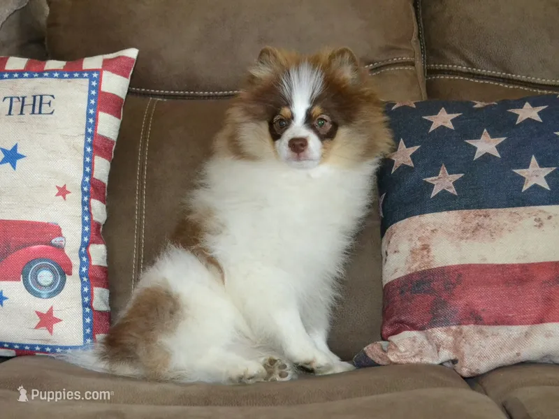 AKC Remy – Pomeranian puppy for sale in Lamar, MO