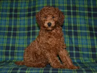 AKC Theo, a male Poodle - Miniature  for sale in Lamar, MO – 2 of 5