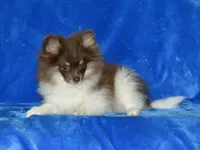 AKC Cooper, a male Pomeranian for sale in Lamar, MO – 5 of 5
