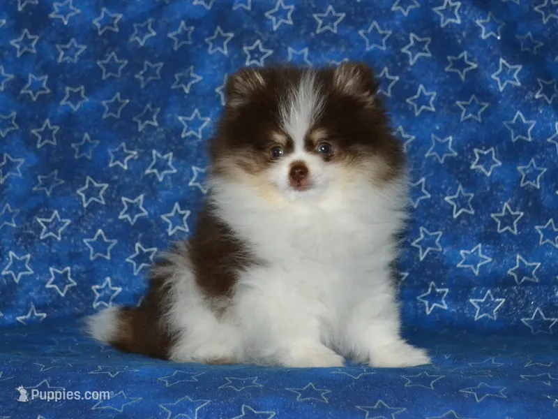 AKC Yoshi – Pomeranian puppy for sale in Lamar, MO