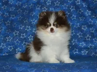 AKC Yoshi, a male Pomeranian for sale in Lamar, MO – 1 of 5