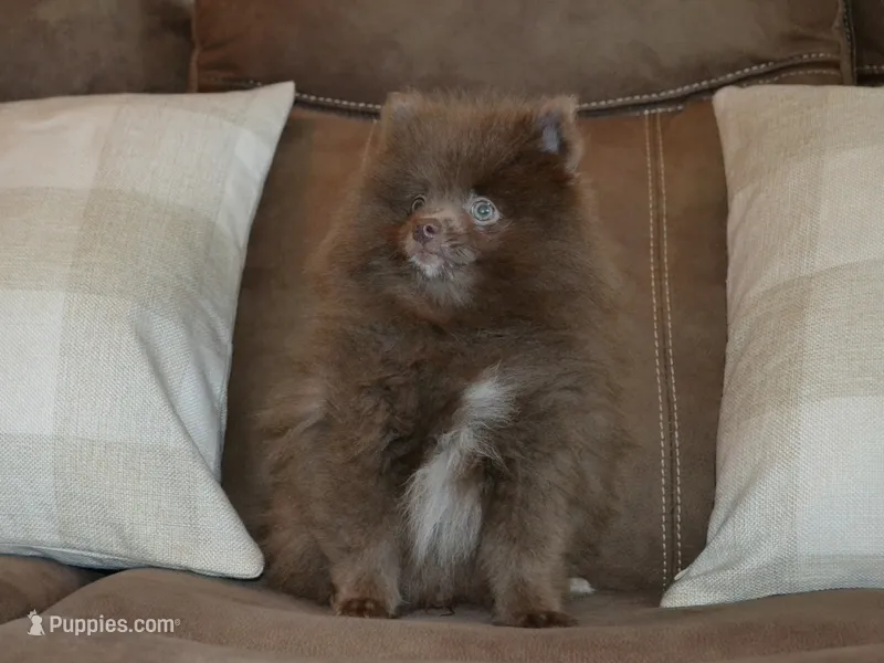 AKC Felix – Pomeranian puppy for sale in Lamar, MO
