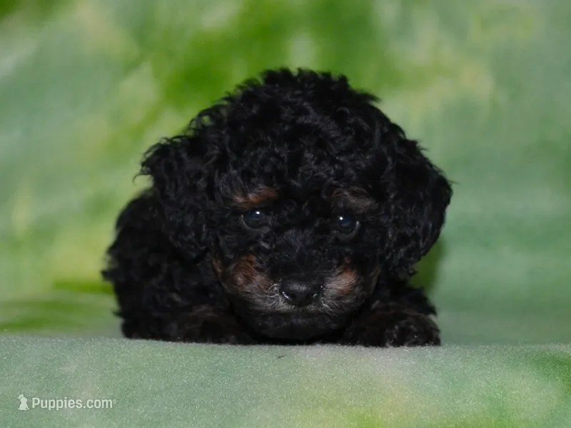 AKC Rhett – Poodle - Toy  puppy for sale in Lamar, MO