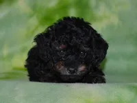 AKC Rhett, a male Poodle - Toy  for sale in Lamar, MO – 1 of 5