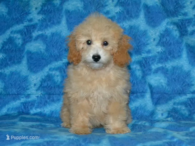 AKC Delilah – Poodle - Miniature  puppy for sale in Lamar, MO