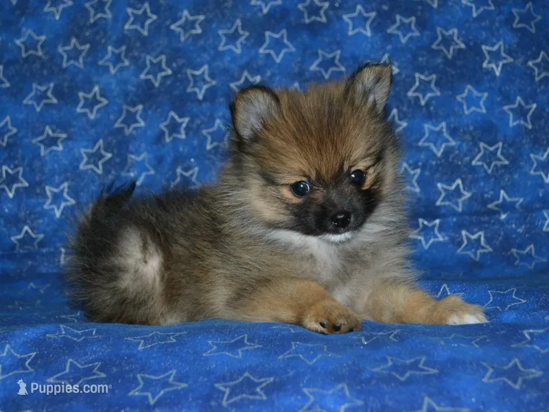 AKC Andy – Pomeranian puppy for sale in Lamar, MO