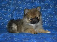 AKC Andy, a female Pomeranian for sale in Lamar, MO – 1 of 8