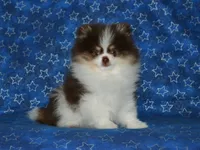 AKC Yoshi, a male Pomeranian for sale in Lamar, MO – 4 of 5