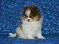 AKC Remy, a male Pomeranian for sale in Lamar, MO – 2 of 5