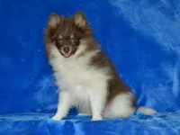 AKC Cooper, a male Pomeranian for sale in Lamar, MO – 2 of 5