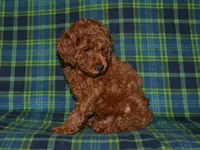 AKC Theo, a male Poodle - Miniature  for sale in Lamar, MO – 2 of 4