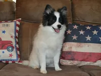 AKC York, a male Pomeranian for sale in Lamar, MO – 4 of 4