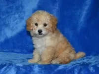 AKC Daisy, a female Poodle - Toy  for sale in Lamar, MO – 1 of 3