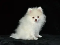 AKC Atlas, a male Pomeranian for sale in Lamar, MO – 2 of 3