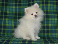 AKC Atlas, a male Pomeranian for sale in Lamar, MO – 4 of 4