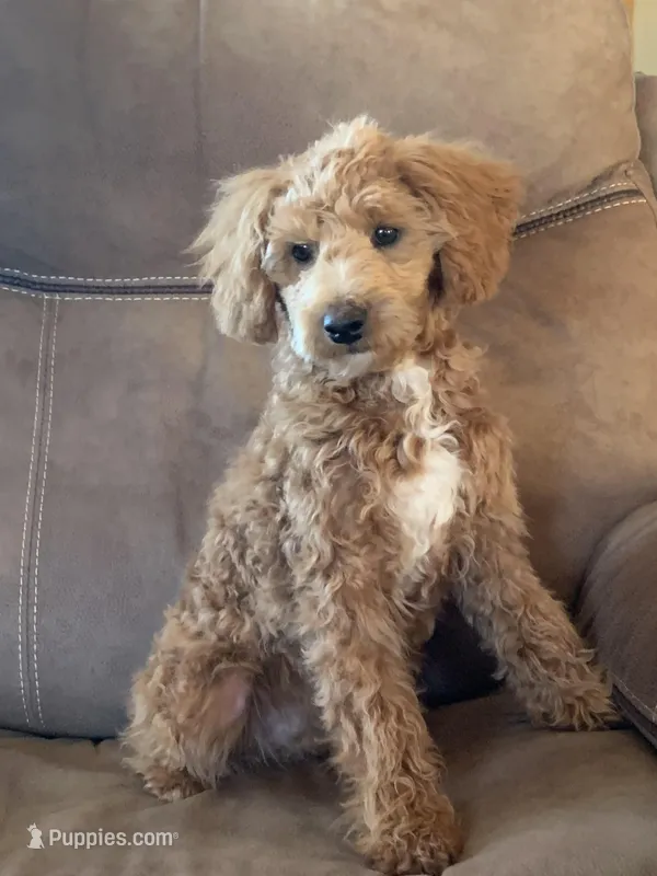 AKC Rally – Poodle - Miniature  puppy for sale in Lamar, MO
