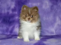 AKC Millie, a female Pomeranian for sale in Lamar, MO – 3 of 6