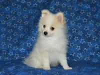 AKC Chip, a male Pomeranian for sale in Lamar, MO – Photo 4 of 4