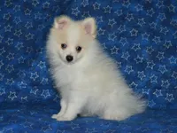 AKC Chip, a male Pomeranian for sale in Lamar, MO – Photo 3 of 4
