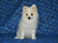 AKC Chip, a male Pomeranian for sale in Lamar, MO – Photo 2 of 4