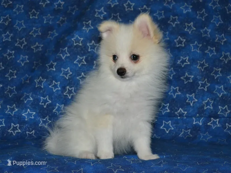 AKC Chip – Pomeranian puppy for sale in Lamar, MO