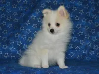 AKC Chip, a male Pomeranian for sale in Lamar, MO – Photo 1 of 4
