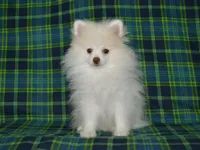 AKC Atlas, a male Pomeranian for sale in Lamar, MO – 2 of 4