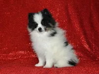 AKC Benny, a male Pomeranian for sale in Lamar, MO – 2 of 4