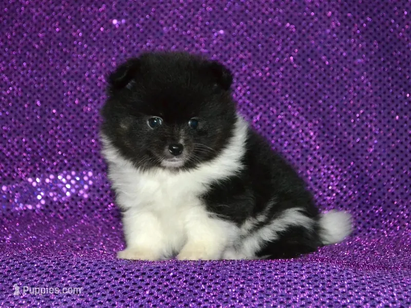 AKC Bianca – Pomeranian puppy for sale in Lamar, MO