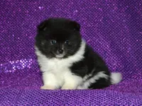 AKC Bianca, a female Pomeranian for sale in Lamar, MO – Photo 1 of 4