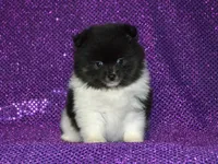AKC Bianca, a female Pomeranian for sale in Lamar, MO – Photo 2 of 4