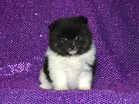 AKC Bianca, a female Pomeranian for sale in Lamar, MO – Photo 3 of 4