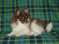 AKC Cooper, a male Pomeranian for sale in Lamar, MO – 2 of 4