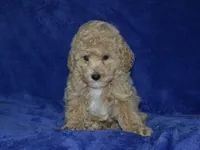 AKC Rocky, a female Poodle - Miniature  for sale in Lamar, MO – 2 of 4