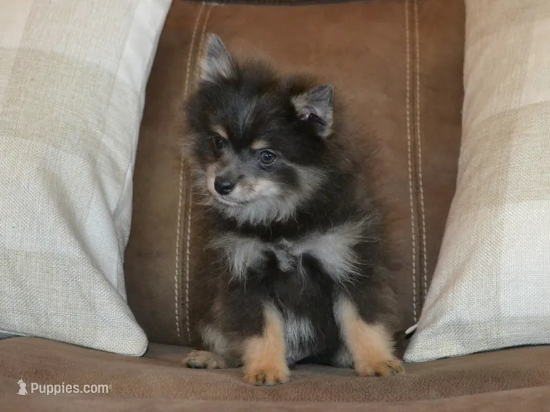 AKC Ozzy – Pomeranian puppy for sale in Lamar, MO