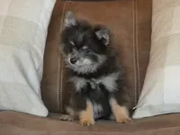 AKC Ozzy, a male Pomeranian for sale in Lamar, MO – 1 of 3