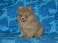 AKC Ziggy, a male Pomeranian for sale in Lamar, MO – 3 of 3