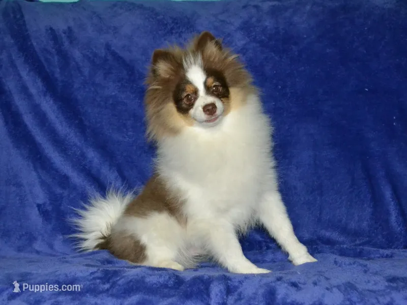 AKC Remy – Pomeranian puppy for sale in Lamar, MO