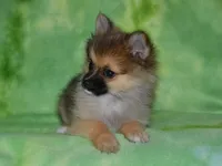 AKC Andy, a male Pomeranian for sale in Lamar, MO – 4 of 4