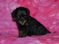 AKC Allie, a female Poodle - Toy  for sale in Lamar, MO – 2 of 3