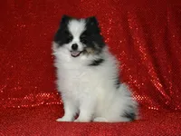AKC Benny, a male Pomeranian for sale in Lamar, MO – 4 of 4