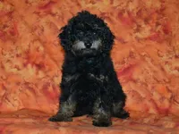 AKC Rhett, a male Poodle - Toy  for sale in Lamar, MO – 1 of 5